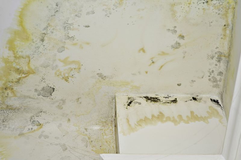 Attic Mold Removal in Jupiter, FL