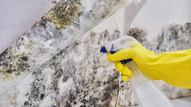 Black Mold Removal in Mckinney, TX
