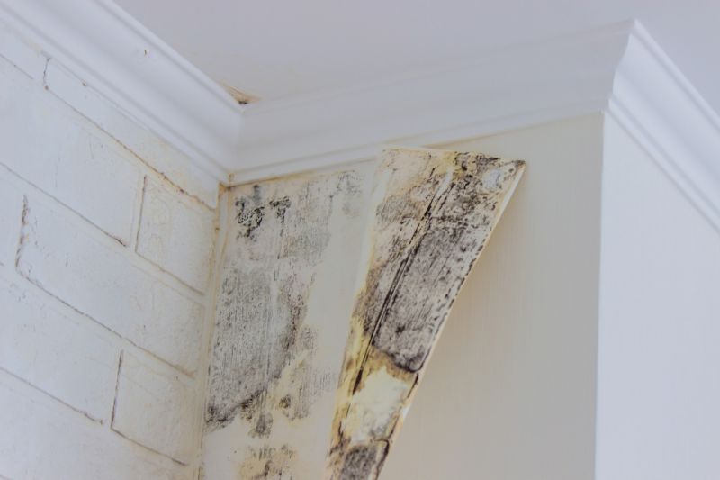Mold Cleanup Service in Jupiter, FL