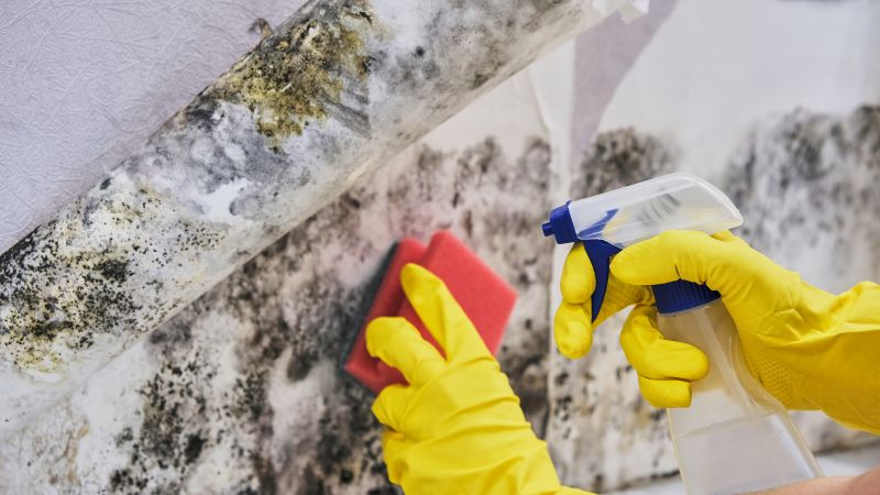 Mold Control in Delray Beach, FL
