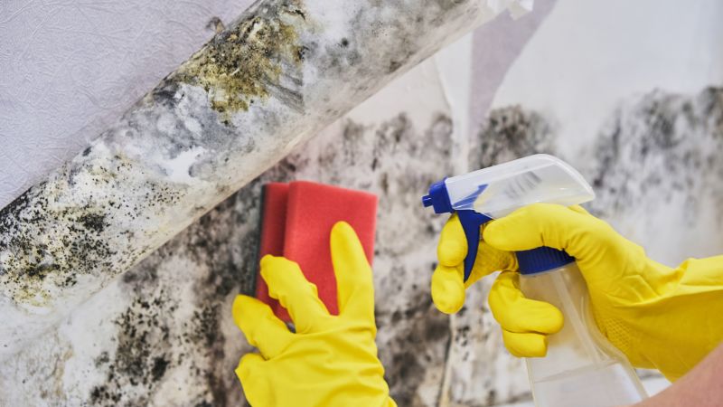 Mold Mitigation Service in Broward County, FL