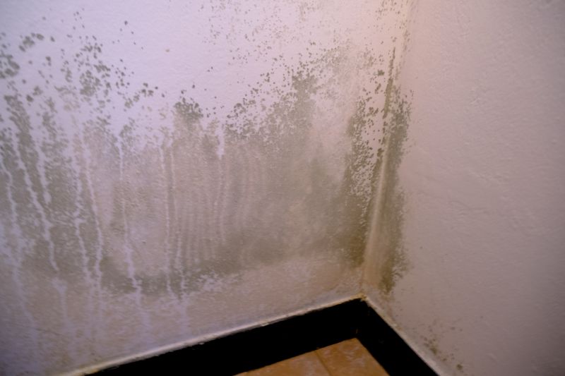 Mold Treatment Service in Broward County, FL
