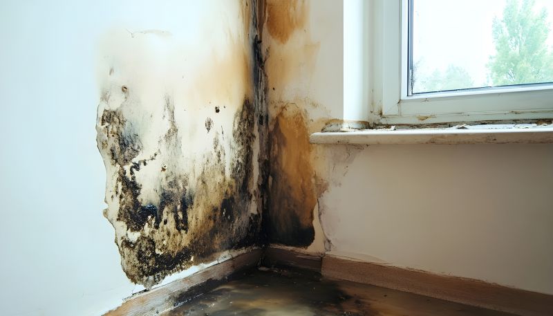 White Mold Mitigation in Frisco, TX