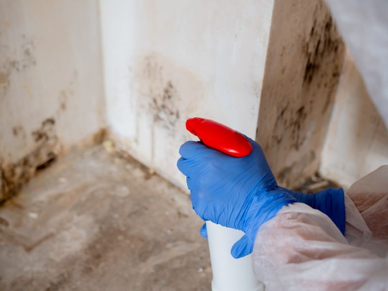 White Mold Mitigation in Frisco, TX